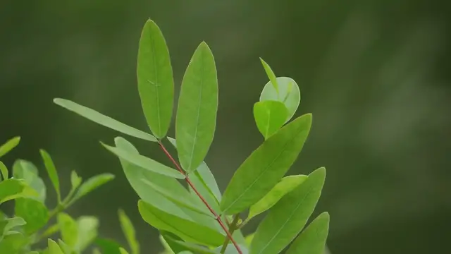 Video thumbnail for The Role Of Botanical Gardens In Conservation