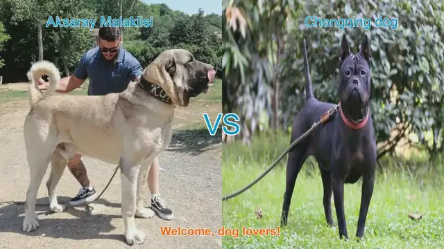 Video thumbnail for Aksaray Malaklisi vs. Chongqing Dog: A Unique Breed Comparison