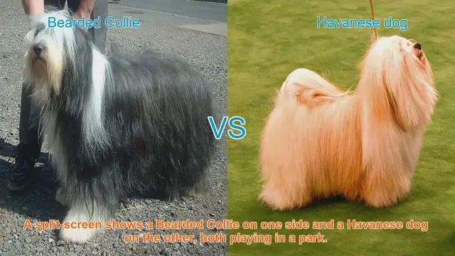 Video thumbnail for Bearded Collie vs. Havanese: A Comparison of Long-Haired Dog Breeds