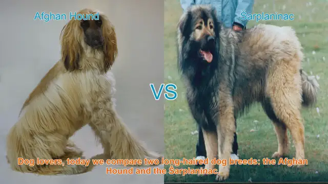 Video thumbnail for Comparing Afghan Hound and Šarplaninac: Long-Haired Dog Breeds