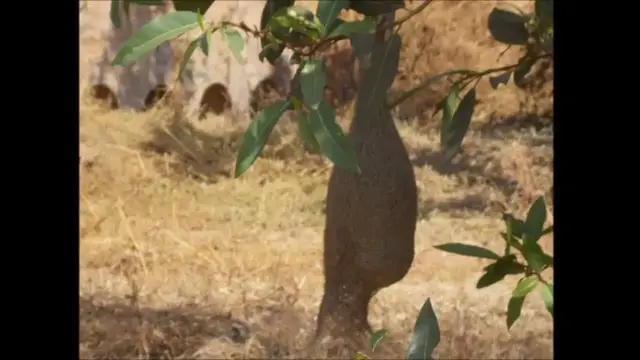 Video thumbnail for Baya  weaver birds nest in India