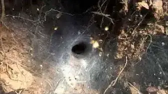 Video thumbnail for Spiders in the western ghats of India/Spiders in forests