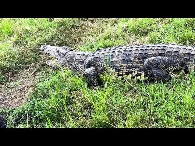 'Video thumbnail for 10 Deadliest Animals of Africa - The Countdown'