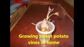 Video thumbnail for Growing sweet potato vines indoor / How to grow sweet potato at home./Growing sweet potato slips.