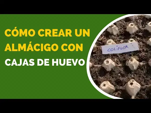 'Video thumbnail for Cómo hacer un almácigo con cajas de huevo🥚🌱 #Reciclaje'