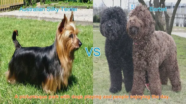 Video thumbnail for Australian Silky Terrier vs. Barbet: Breed Comparison