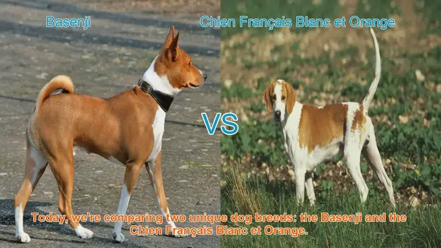 Video thumbnail for Basenji vs. Chien Français Blanc et Orange: A Comparative Guide