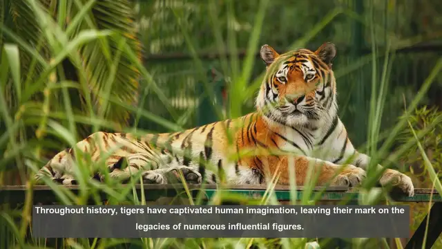 Video thumbnail for 10 Historical Figures Linked to Tigers: From Rulers to Conservationists