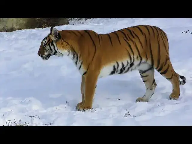 Video thumbnail for How Tigers’ Hunting Style Differs in Swamps vs  Forests