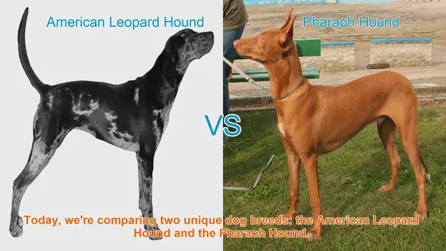 Video thumbnail for American Leopard Hound vs. Pharaoh Hound: A Breed Comparison