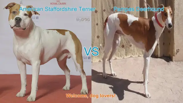Video thumbnail for American Staffordshire Terrier vs. Pampas Deerhound: A Comprehensive Comparison