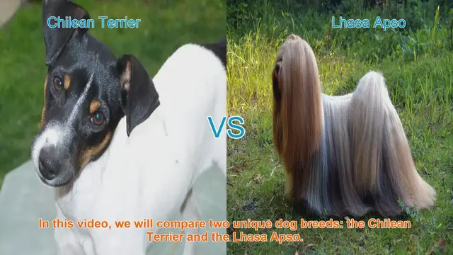 Video thumbnail for Chilean Terrier vs. Lhasa Apso: A Comprehensive Breed Comparison