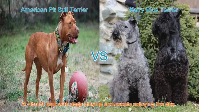 Video thumbnail for American Pit Bull Terrier vs. Kerry Blue Terrier: A Breed Comparison