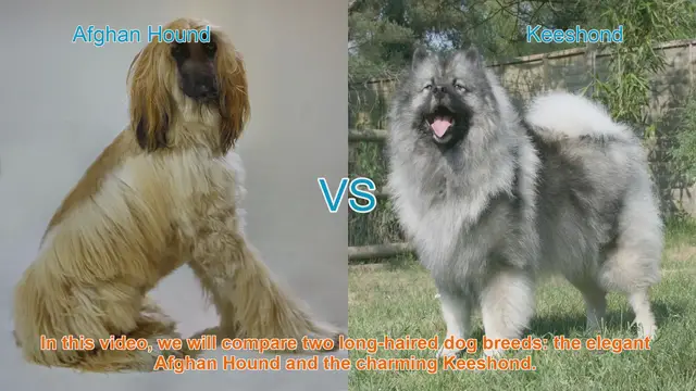 Video thumbnail for Afghan Hound vs. Keeshond: A Breed Comparison