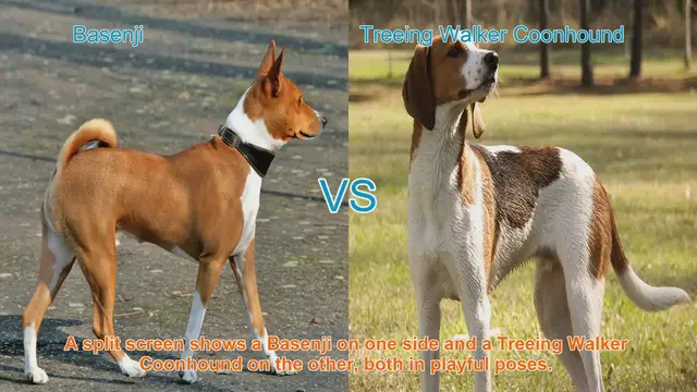 Video thumbnail for Basenji vs. Treeing Walker Coonhound: A Breed Comparison
