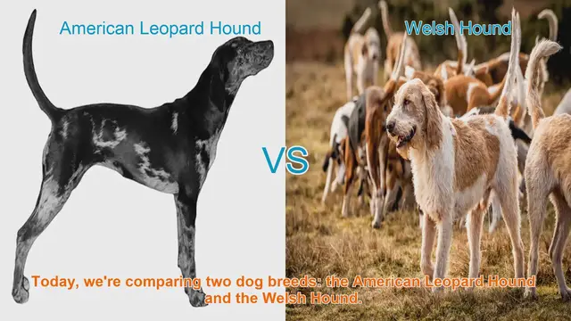 Video thumbnail for American Leopard Hound vs. Welsh Hound: A Comparison for Dog Lovers