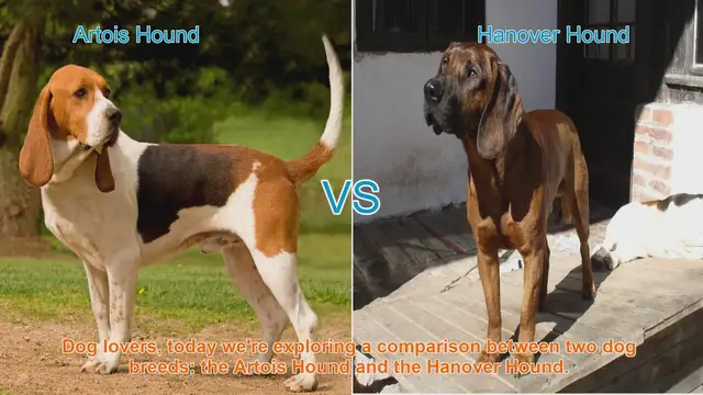 Video thumbnail for Artois Hound vs. Hanover Hound: A Comprehensive Comparison