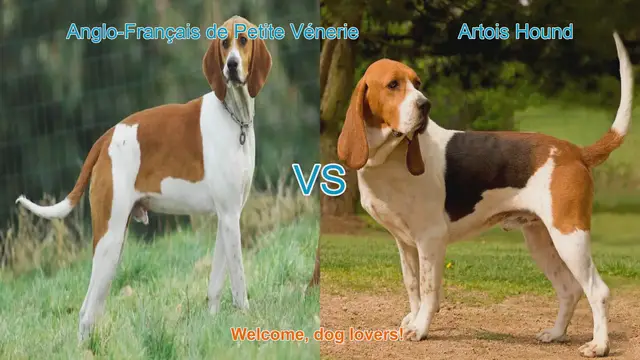 Video thumbnail for Dog Breed Comparison: Anglo-Français de Petite Vénerie vs. Artois Hound
