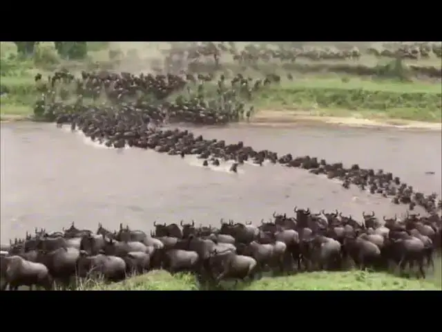 'Video thumbnail for Wildebeest Migration in Kenya - Crossing the Mara River'
