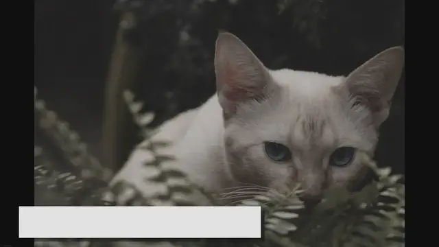 Video thumbnail for White Ragdolls: The Pinnacle of Feline Grace