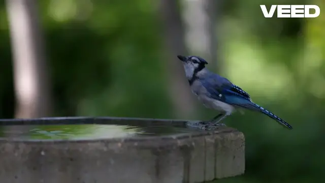 Video thumbnail for Colorful Birds_ Nature's Vibrant Masterpieces