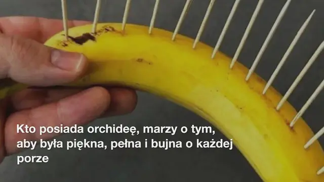 Video thumbnail for Piękna i bujna orchidea, tylko jeśli podlejesz ją w tym czasie: nikt tego nigdy nie robi