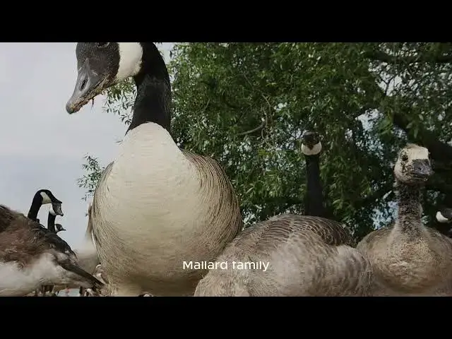 Video thumbnail for Migration Official Trailer: A Gripping Tale Of Hope, Struggle, And Resilience - Movie Revi