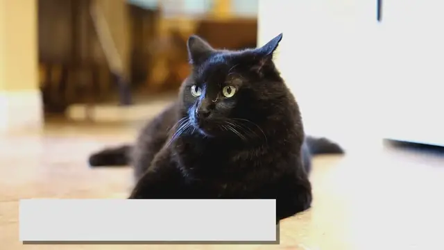 Video thumbnail for Black Ragdoll: Everything You Need to Know About Them