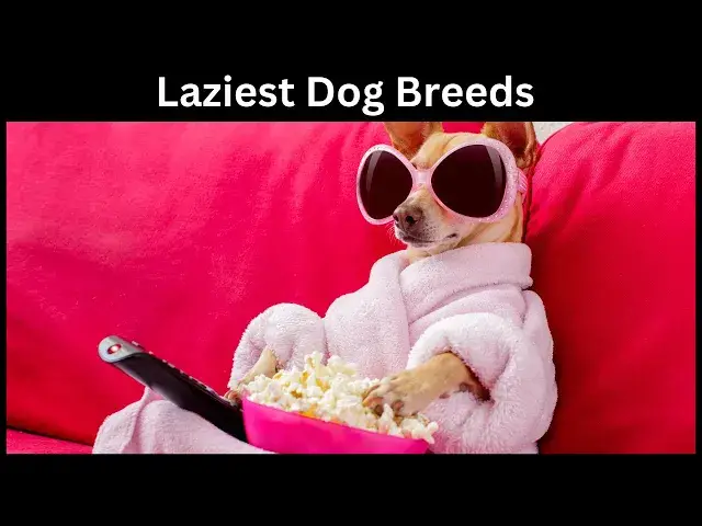 'Video thumbnail for These Dogs Demand Pampering | 10 Laziest Dog Breeds'