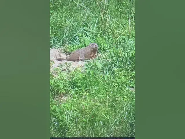 'Video thumbnail for Woodchucking after work .22 mag got em in the heart ❤️'