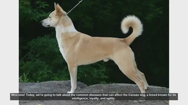 Video thumbnail for Common Health Issues in Canaan Dogs: What You Need to Know