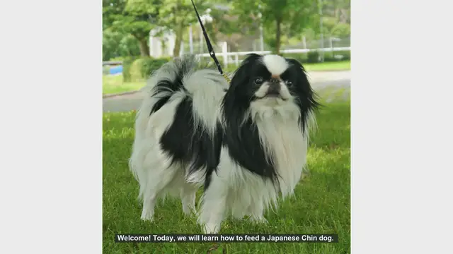 Video thumbnail for How to Properly Feed Your Japanese Chin Dog