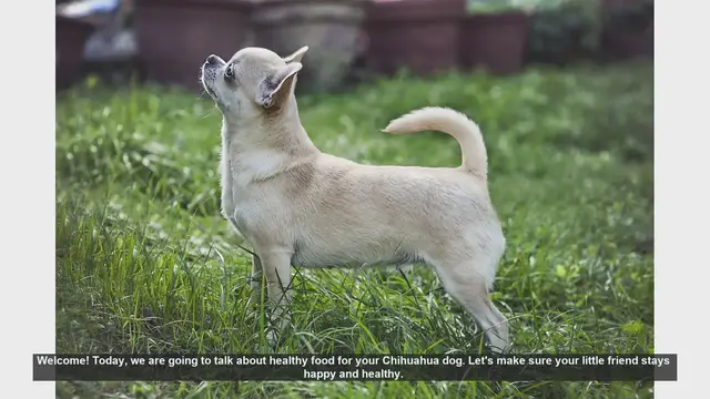 Video thumbnail for Healthy Food Tips for Your Chihuahua