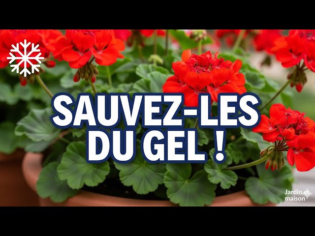 Video thumbnail for Sauvez vos Géraniums du Gel : Le Guide Complet (Pot et Pleine Terre)