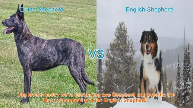 Video thumbnail for Dutch Shepherd vs. English Shepherd: A Comprehensive Comparison