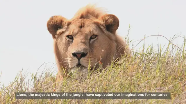 Video thumbnail for 10 Surprising Facts About Lion Bones