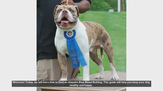 Video thumbnail for How to Feed Your Alapaha Blue Blood Bulldog: A Complete Guide