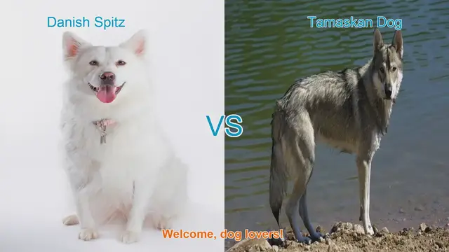 Video thumbnail for Danish Spitz vs. Tamaskan Dog: A Comprehensive Breed Comparison