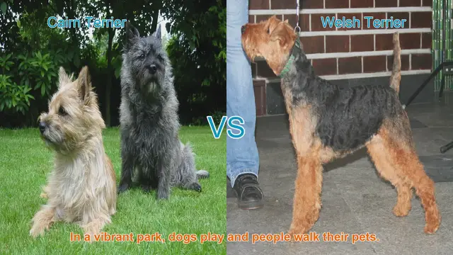 Video thumbnail for Cairn Terrier vs. Welsh Terrier: A Comparison of Two Charming Dog Breeds