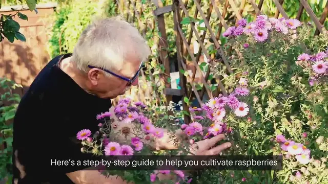 Video thumbnail for How To Grow Raspberries At Home