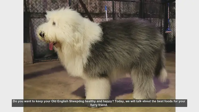 Video thumbnail for Top Foods to Keep Your Old English Sheepdog Healthy and Happy
