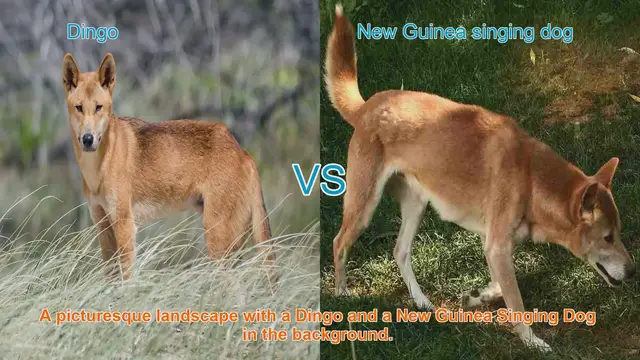 Video thumbnail for Dingo vs. New Guinea Singing Dog: A Comparative Analysis