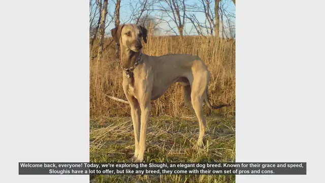 Video thumbnail for The Sloughi: Pros and Cons of This Elegant Dog Breed