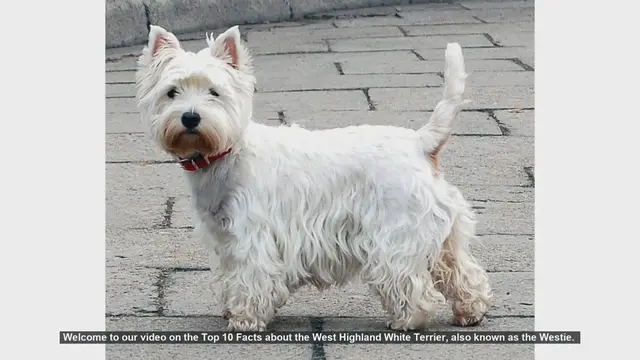 Video thumbnail for Top 10 Facts About the West Highland White Terrier