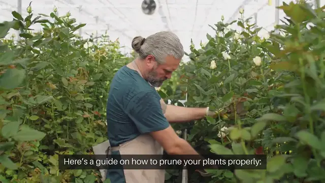 Video thumbnail for How To Prune Your Plants Properly