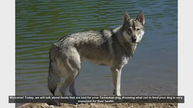 Video thumbnail for Foods to Avoid for Your Tamaskan Dog's Health