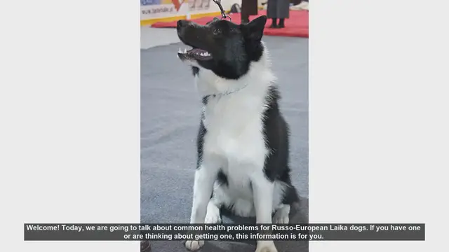 Video thumbnail for Common Health Problems in Russo-European Laika Dogs