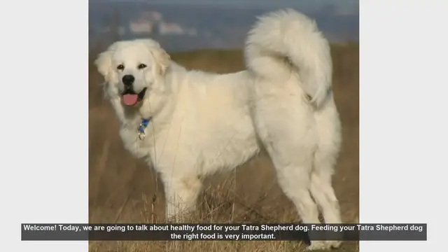 Video thumbnail for Healthy Diet Tips for Your Tatra Shepherd Dog