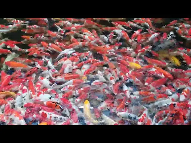 Video thumbnail for How to Clean Your Koi Pond After a Storm