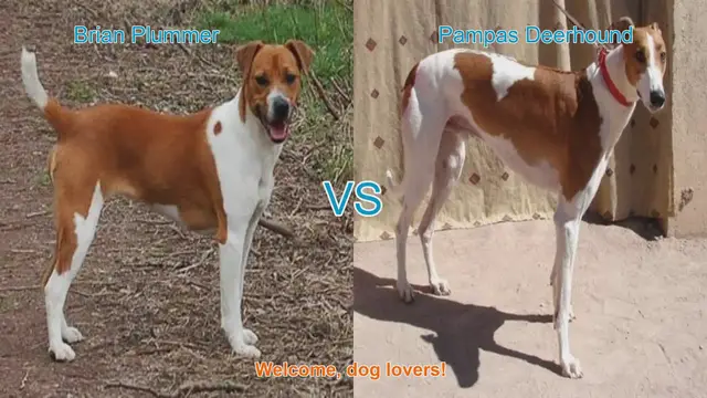 Video thumbnail for Dog Breed Showdown: Brian Plummer Terrier vs. Pampas Deerhound